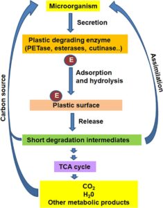 Enzymatic Microbial Metabolism in Biodegradation, Notes Enzymatic Microbial Metabolism in Biodegradation, Notes