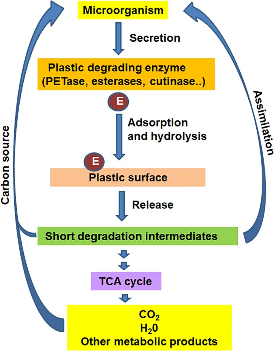 Enzymatic Microbial Metabolism in Biodegradation, Notes