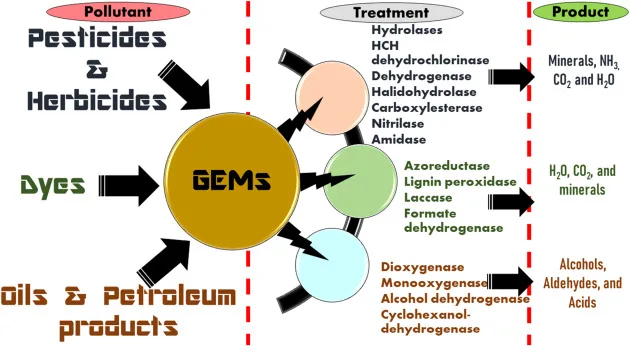 GMOs in Bioremediation Applications, Advantages, Challenges, Concerns, Future Prospects, notes
