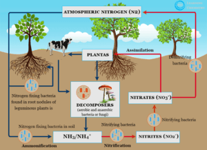 Nitrogen Biofertilizers: Importance, Types, Mechanism, Benefits, Limitations, Applications, Examples, Notes Nitrogen Biofertilizers: Importance, Types, Mechanism, Benefits, Limitations, Applications, Examples, Notes Nitrogen-fixation-definition-process-and-examples-of-natural-nitrogen-fixing-bacteria-in-plants