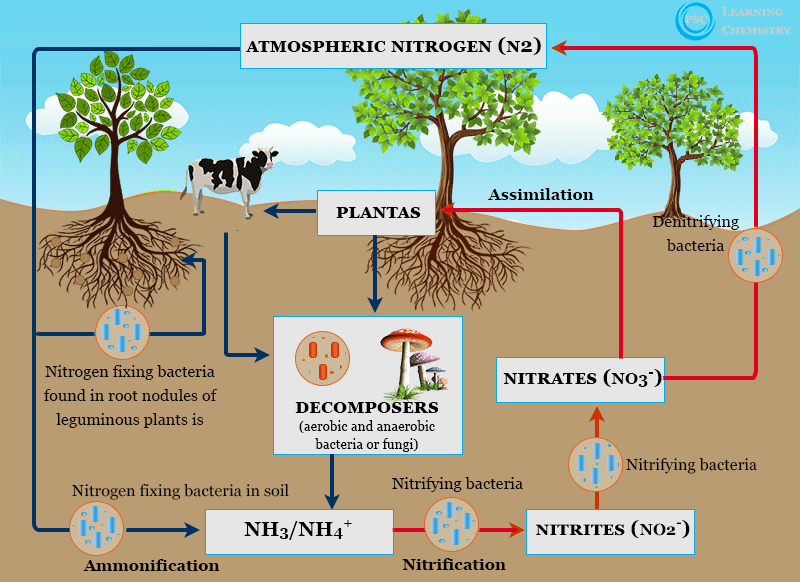 Nitrogen-fixation-definition-process-and-examples-of-natural-nitrogen-fixing-bacteria-in-plants