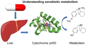 Biokinetic Properties of a Xenobiotic, Notes