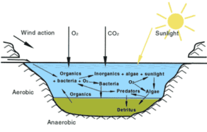 Waste Stabilization Ponds: A Sustainable Solution for Wastewater Treatment, Notes Waste Stabilization Ponds single-bond-faculative-bond