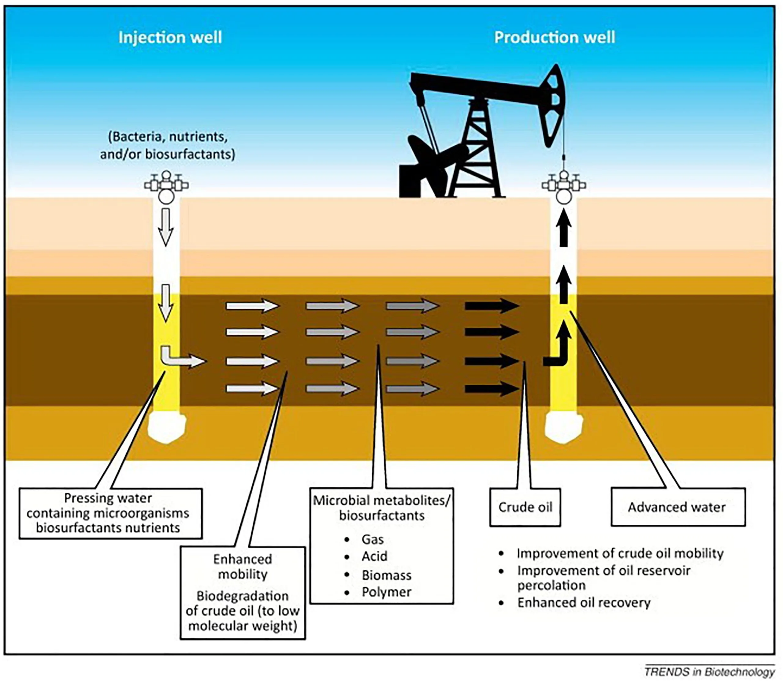 the mechanism of microbial stimulation of oil recovery