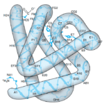 protein A model of myoglobin at low resolution. Only the α-carbon atoms are shown. The α-helical regions are named A through H