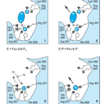 enzyme Catalysis by fructose-2,6-bisphosphatase