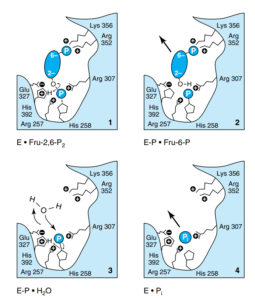 Enzymes: Mechanism of Action – Structure, Function & Biomedical Importance enzyme Catalysis by fructose-2,6-bisphosphatase