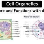 Cell-Organelles-Structure-and-Functions-with-diagram