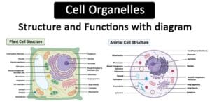 Cell Organelles: Structures, Functions and Examples Cell-Organelles-Structure-and-Functions-with-diagram