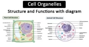 Cell-Organelles-Structure-and-Functions-with-diagram