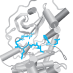 Tertiary & Quaternary Structure protein folding
