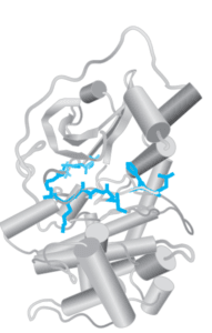 Proteins: Higher Orders of Structure Tertiary & Quaternary Structure protein folding