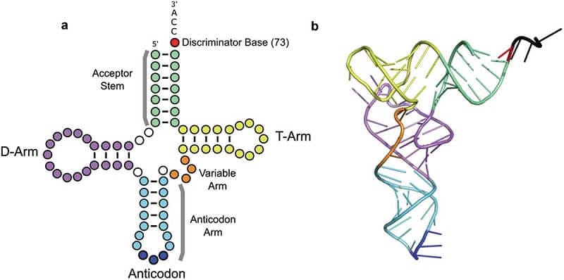 Transfer-RNA-tRNA