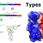 Types-of-RNA-with-Structure-and-Functions