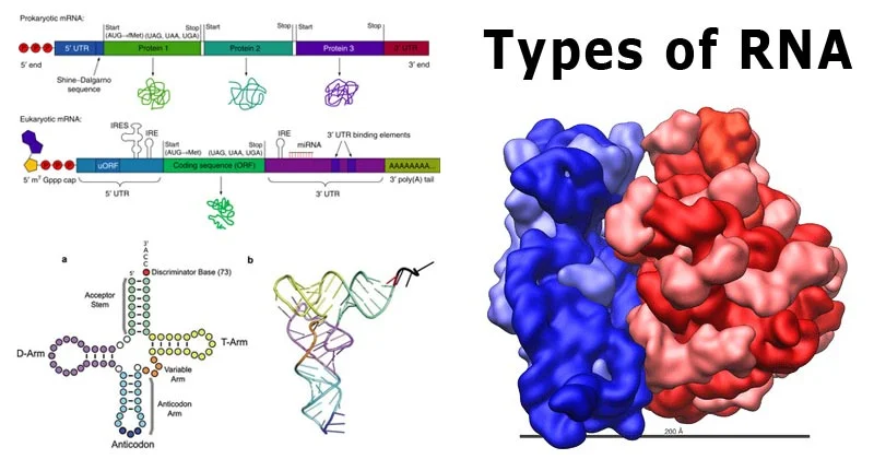 Types-of-RNA-with-Structure-and-Functions