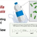 Ideonella-sakaiensis-plastic-eating-bacteria