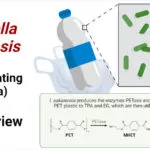 Ideonella-sakaiensis-plastic-eating-bacteria