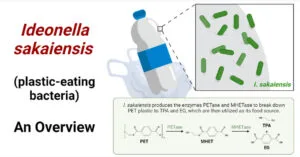Ideonella-sakaiensis-plastic-eating-bacteria