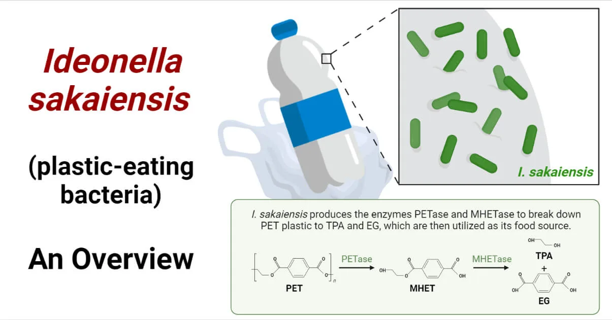 Ideonella-sakaiensis-plastic-eating-bacteria