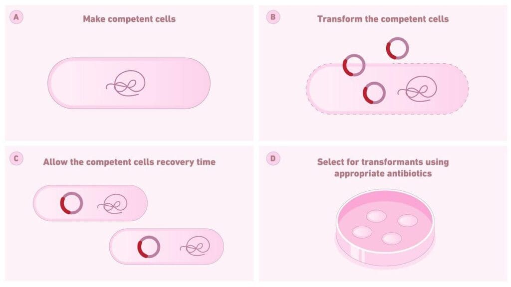 DH5-Alpha (DH5α) Cells Transformation: Principle, Steps - Bioteck Ink.