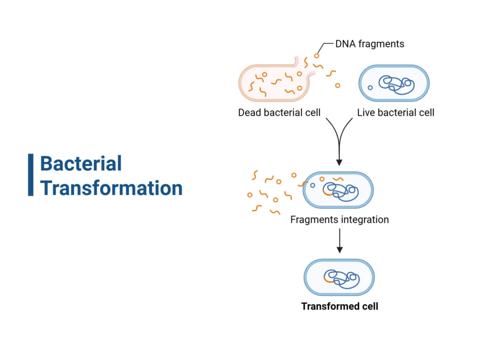 Bacterial-Transformation