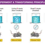 Griffith’s Experiment Demonstrating the Principle of Bacterial Transformation