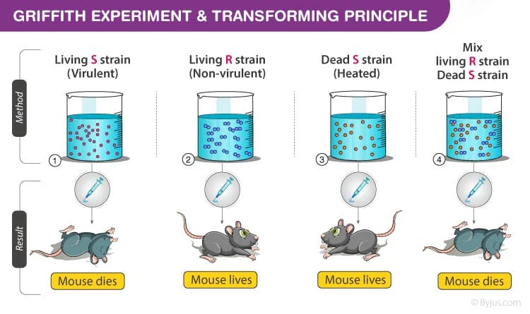 Griffith’s Experiment Demonstrating the Principle of Bacterial Transformation
