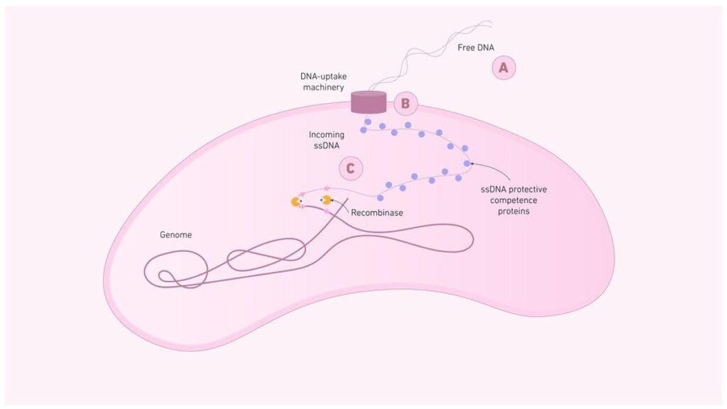 DH5-Alpha (DH5α) Cells Transformation: Principle, Steps - Bioteck Ink.