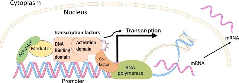 Transcription-Factors