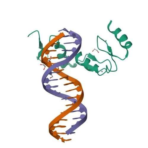 Transcription-Factors t rna