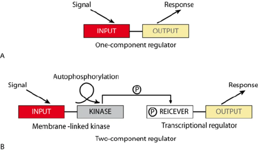 Transcription-Factors
