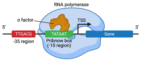 Transcription-Factors t rna