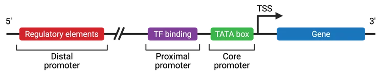 Transcription-Factors t rna