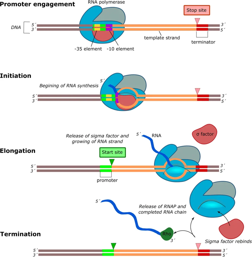 Transcription-Factors t rna