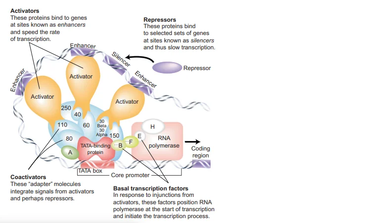 Transcription-Factors t rna