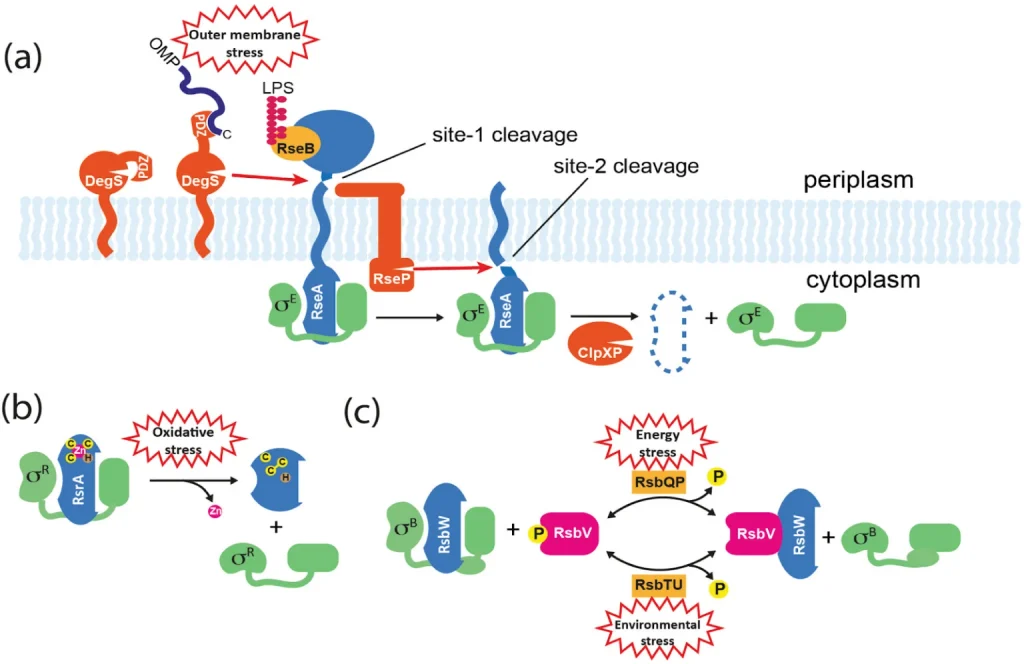 Transcription-Factors t rna