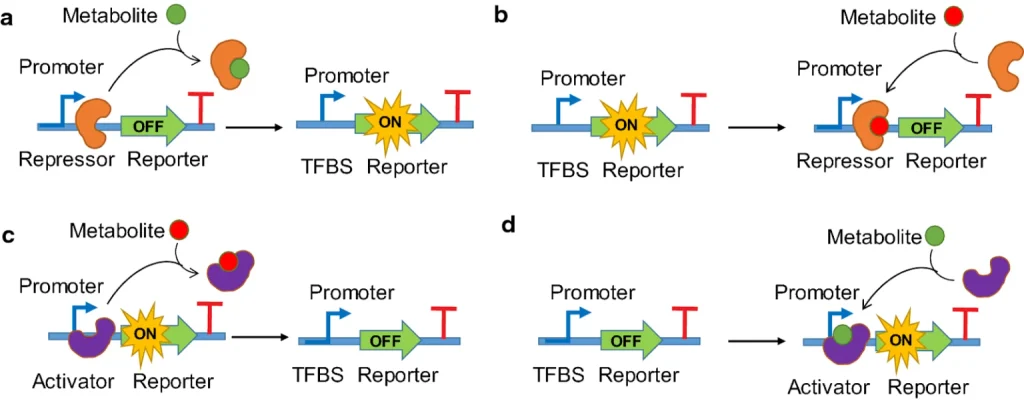 Transcription-Factors t rna