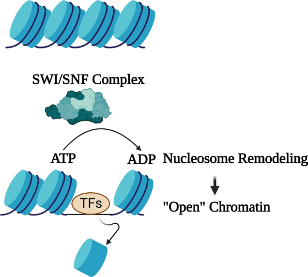 Transcription-Factors t rna