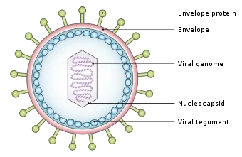 Yellow-Fever-Virus gene
