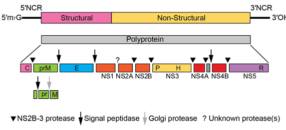 Yellow-Fever-Virus gene