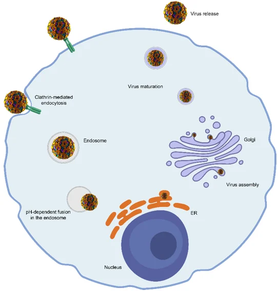 Replication Cycle of Yellow Fever Virus
