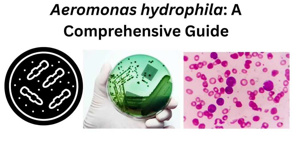 Aeromonas-hydrophila-A-Comprehensive-Guide