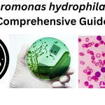 Aeromonas-hydrophila-A-Comprehensive-Guide