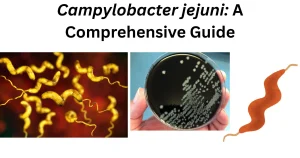 Campylobacter-jejuni