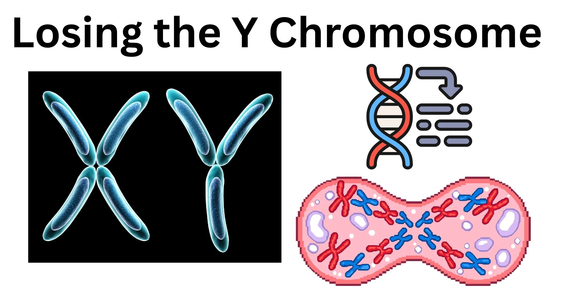 Losing-the-Y-Chromosome