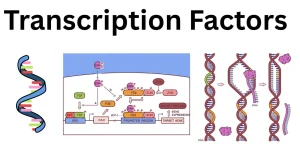 Transcription-Factors