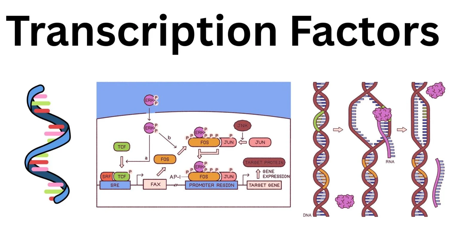Transcription-Factors