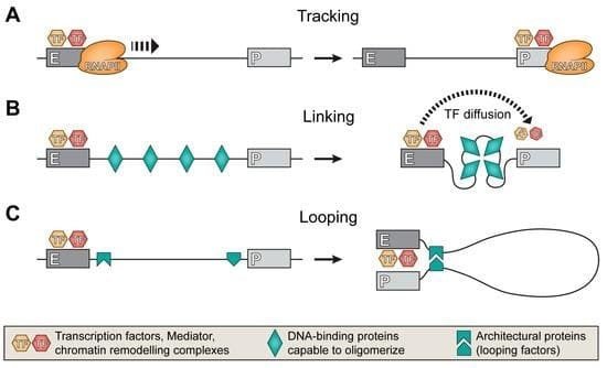 Transcription-Factors t rna