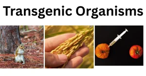 Transgenic-Organisms