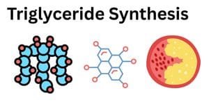 Triglyceride Synthesis: Site, Pathway, Steps, Regulation, Functions Triglyceride-Synthesis